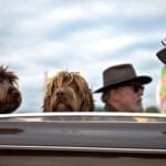 11 Manieren om makkelijk met je hond te reizen (in de auto)