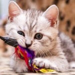 Het leukste kattenspeelgoed voor je liefste poezenbeest
