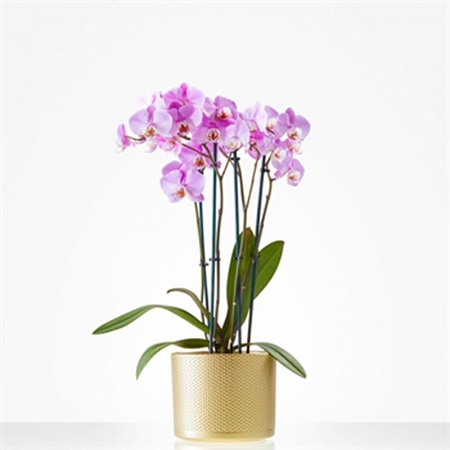 Vlinder cadeau troost
