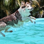 Hond springt in zwembad