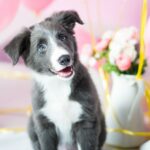 Top 10 leuke cadeaus voor honden (en hun baasje!)