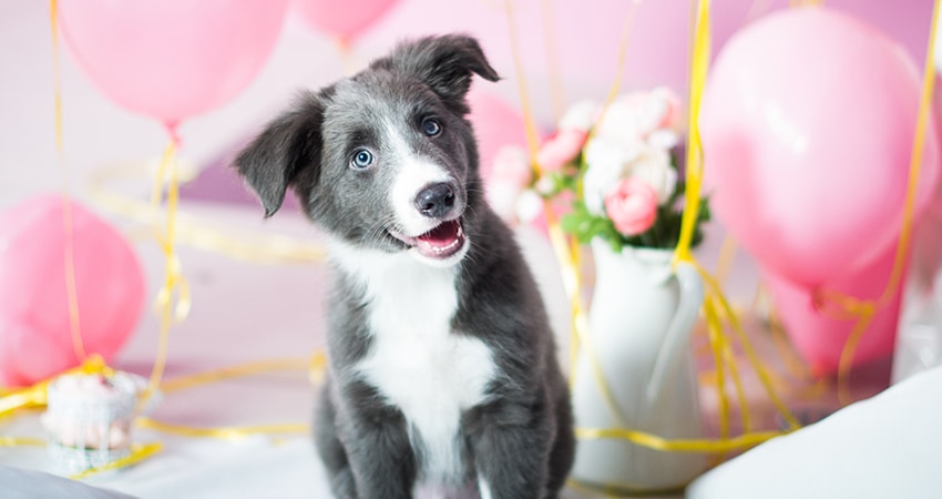 Top 10 leuke cadeaus voor honden (en hun baasje!)