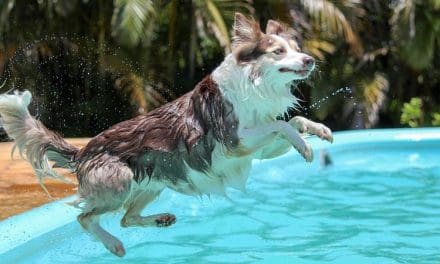 Deze 14 gadgets houden je huisdier heerlijk koel deze zomer